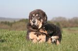 DOGUE DU TIBET 455